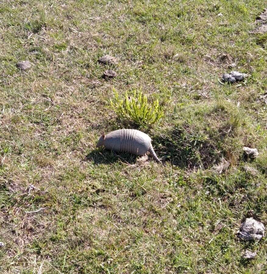 Image of Brazilian Lesser Long-nosed Armadillo