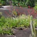 Image of Pitcairnia nuda Baker