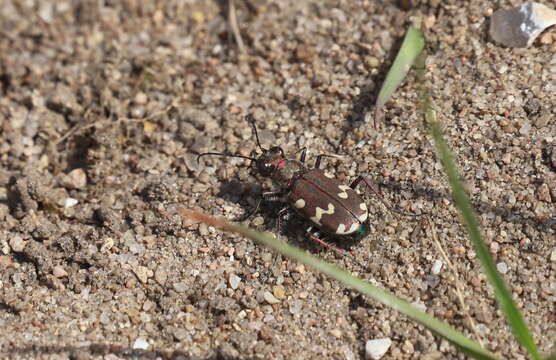 Image of Dune tiger beetle