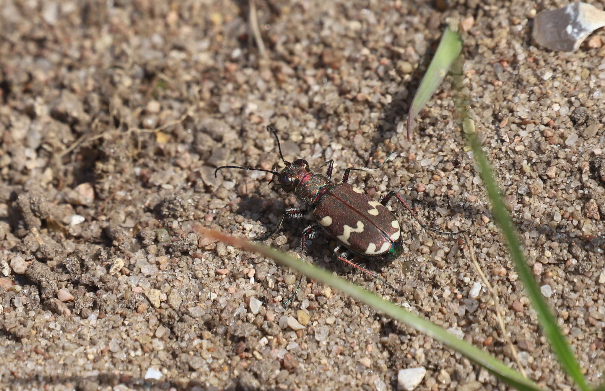 Image of Dune tiger beetle