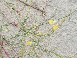 صورة Linaria loeselii Schweigger