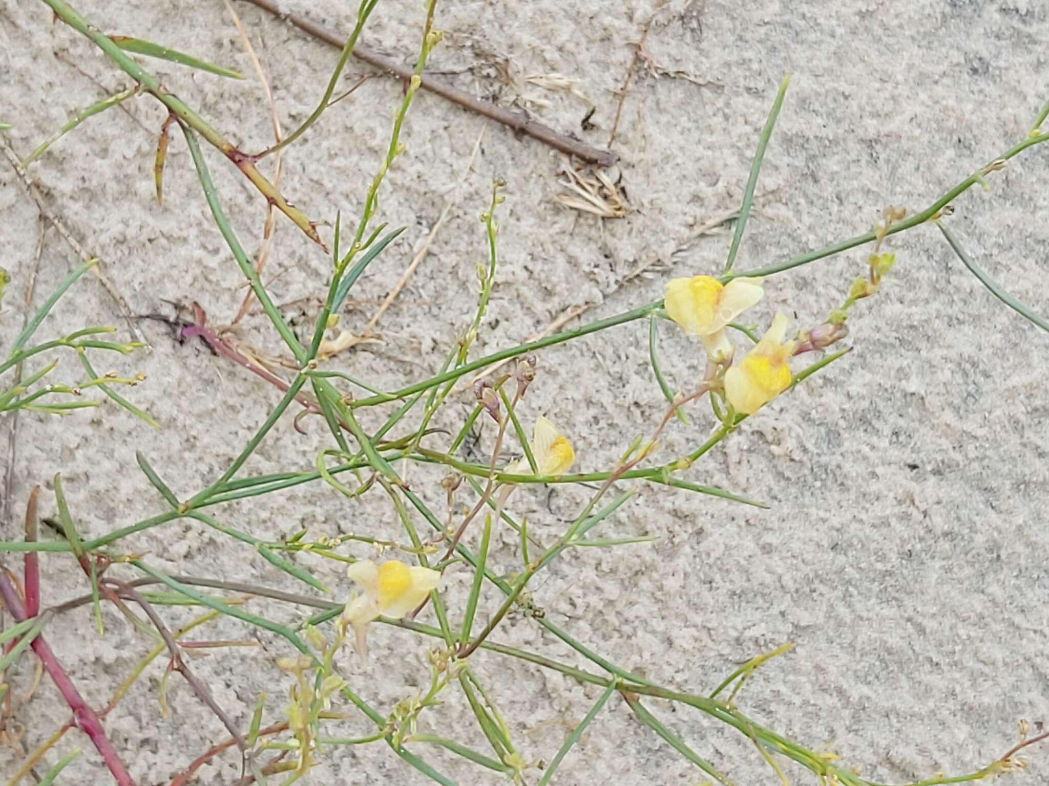 صورة Linaria loeselii Schweigger