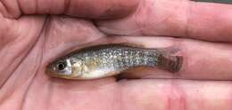 Image of Gulf Killifish