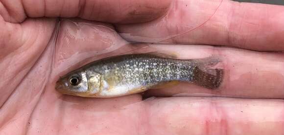 Image of Gulf Killifish