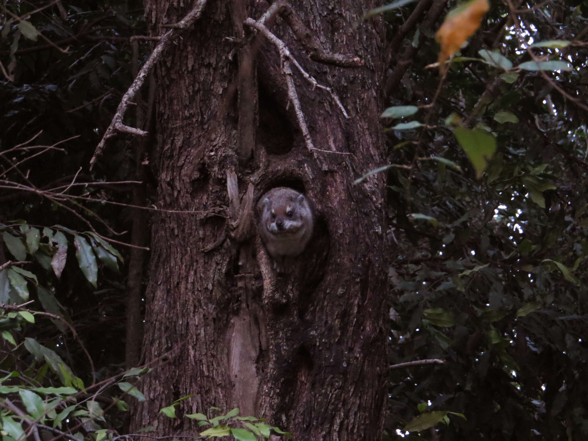 Image of Tree hyrax