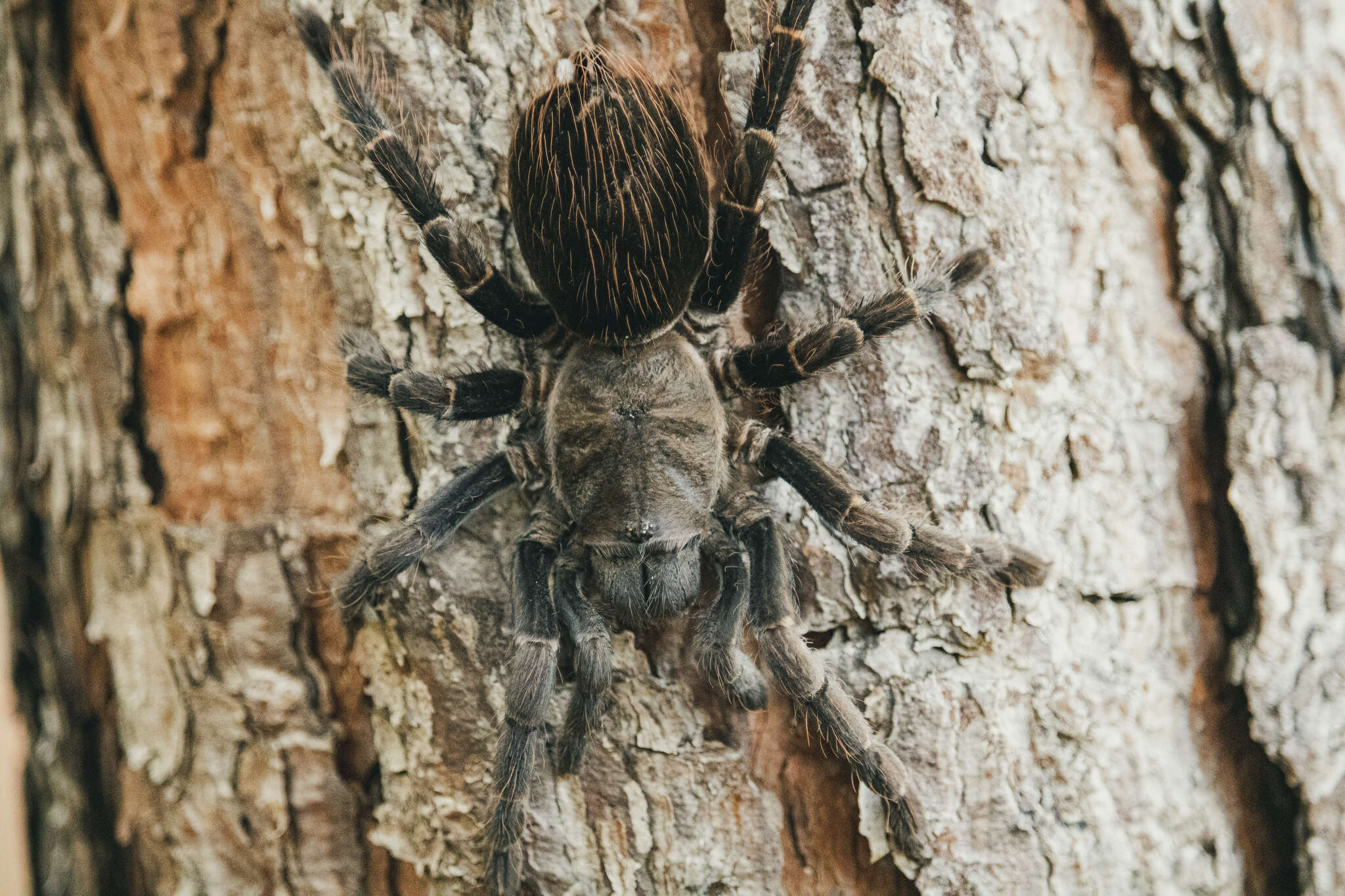 Image of Vitalius longisternalis Bertani 2001