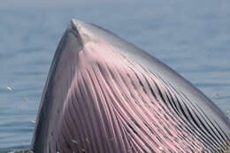 Image of Bryde's Whale