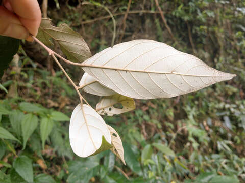 Plancia ëd Styrax suberifolius Hook. & Arn.