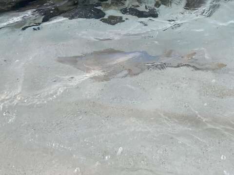 Image of Common Shovelnose Ray