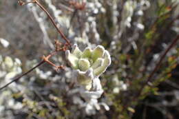 Image de Pseudognaphalium microcephalum (Nutt.) A. A. Anderberg