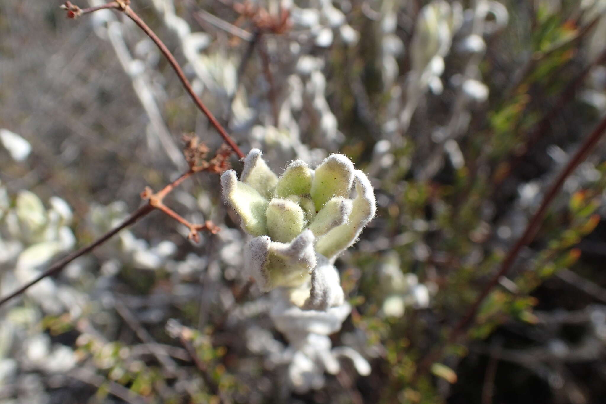 Image de Pseudognaphalium microcephalum (Nutt.) A. A. Anderberg