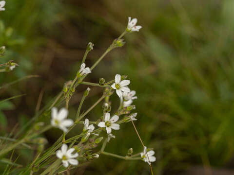 Image of Eremogone juncea (M. Bieb.) Fenzl