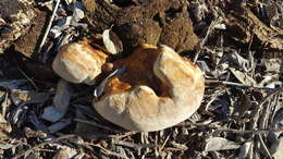 Image of Ganoderma martinicense Welti & Courtec. 2010