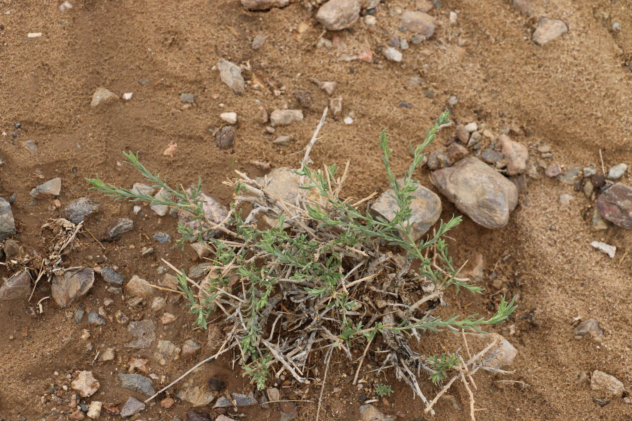 Image of Asterothamnus centraliasiaticus Novopokr.