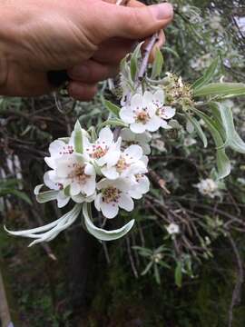 Image of Pyrus salicifolia Pall.