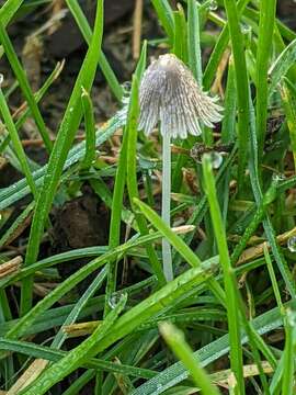 Imagem de Coprinopsis friesii (Quél.) P. Karst. 1881