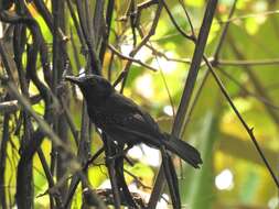 Image of Black-hooded Antshrike