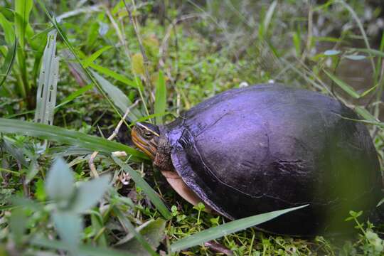 صورة Cuora amboinensis (Daudin 1802)