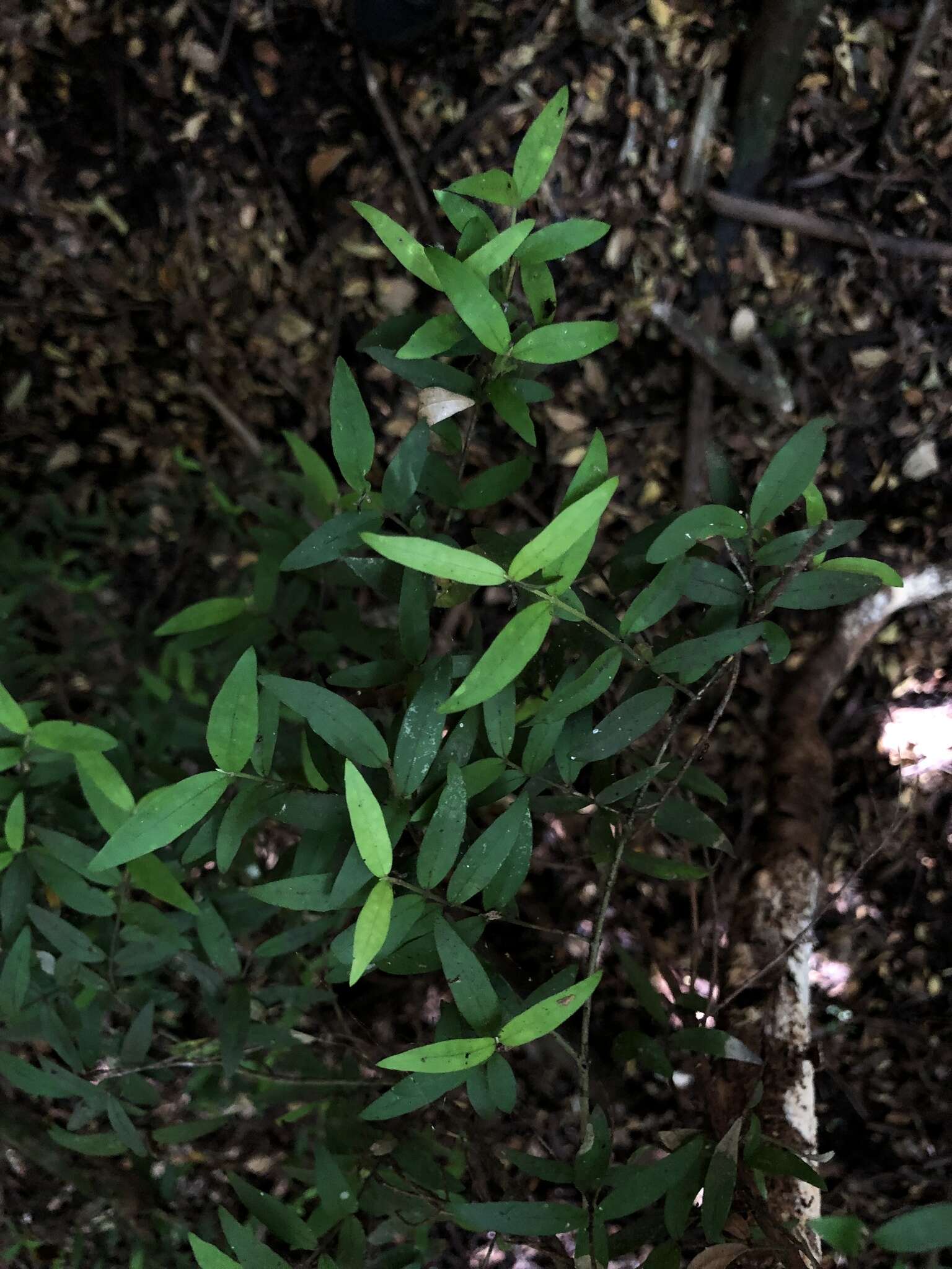 Image of Myrceugenia parvifolia (A. P. de Candolle) Kausel