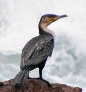 Imagem de Phalacrocorax carbo lucidus