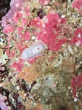 Image of Dendrodoris nigromaculata (Cockerell 1905)