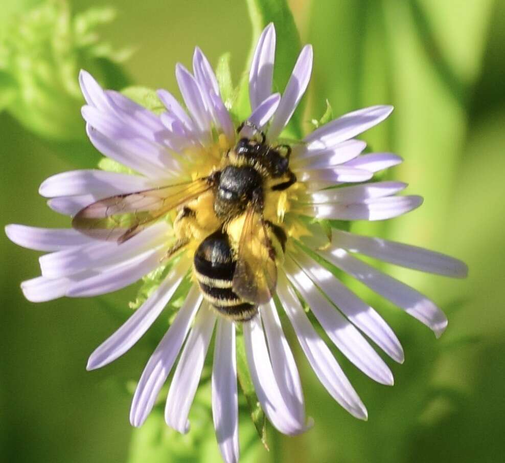 Image of Andrena robervalensis Mitchell 1960