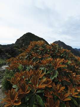 Image of Rhododendron hyperythrum Hayata