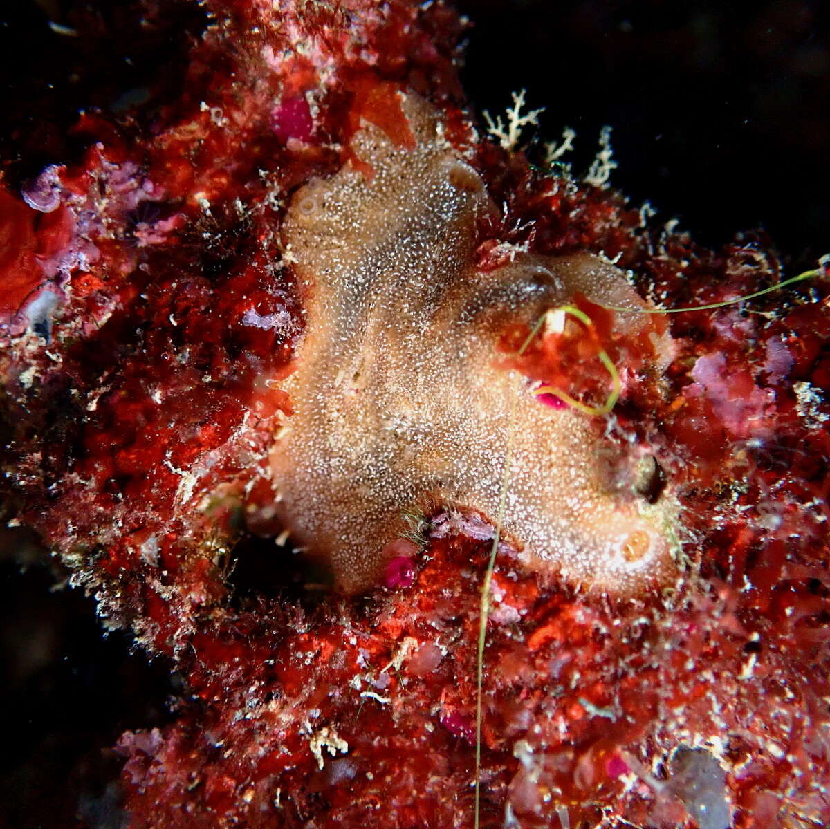 Clathria (Thalysias) jolicoeuri (Topsent 1892) resmi