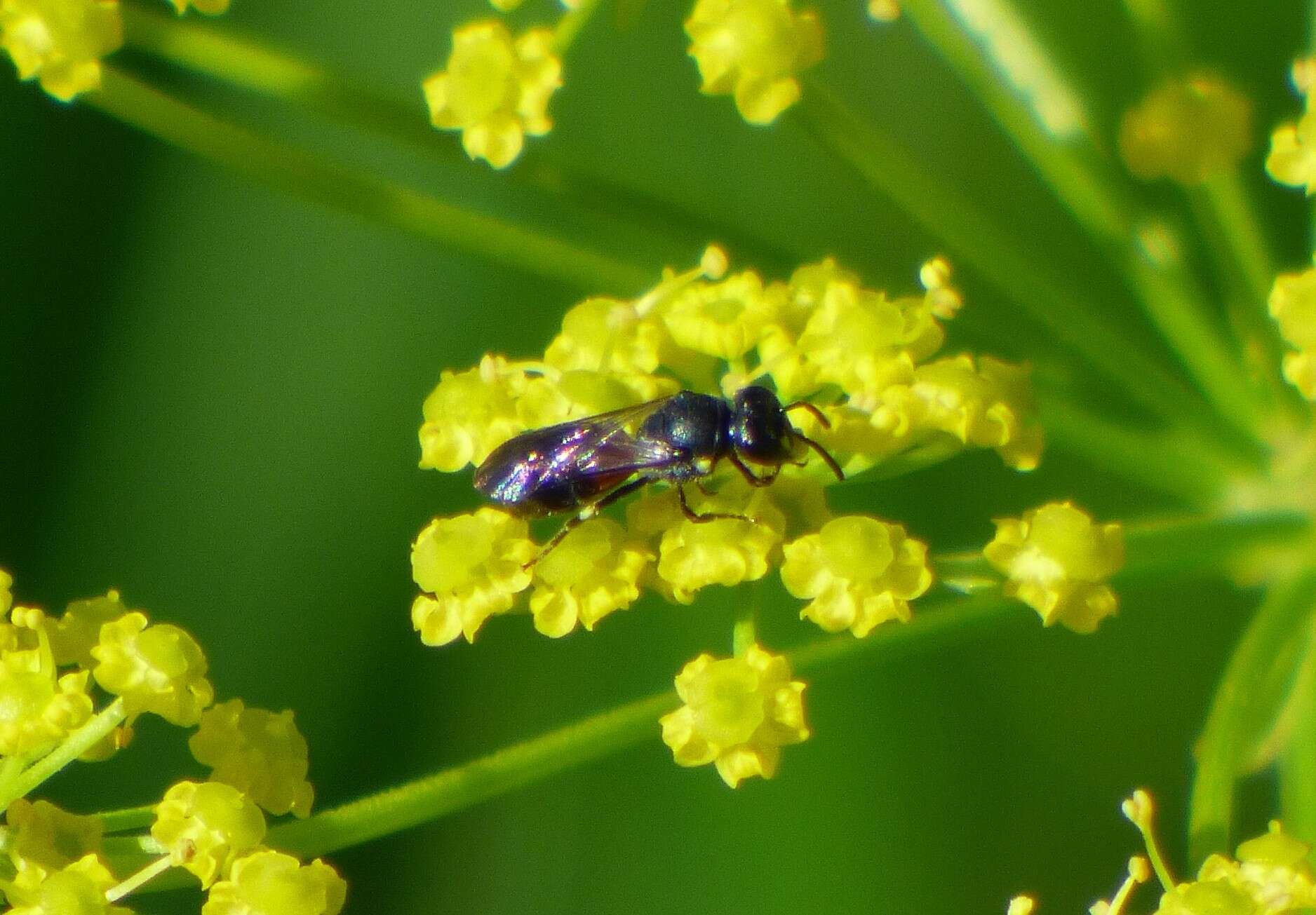 Imagem de Hylaeus nelumbonis (Robertson 1890)