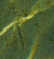 Image of Incognito Goby