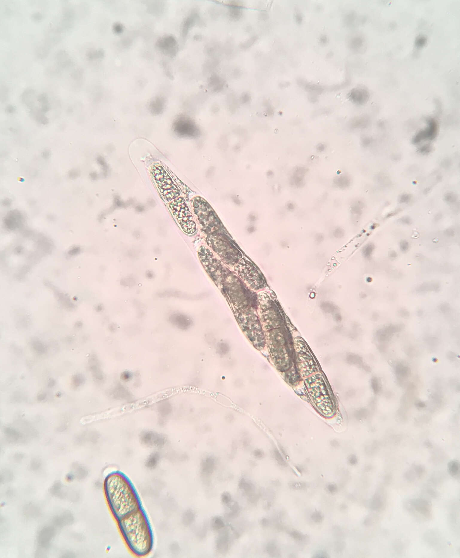 Prosthecium appendiculatum (G. H. Otth) M. E. Barr 1978的圖片