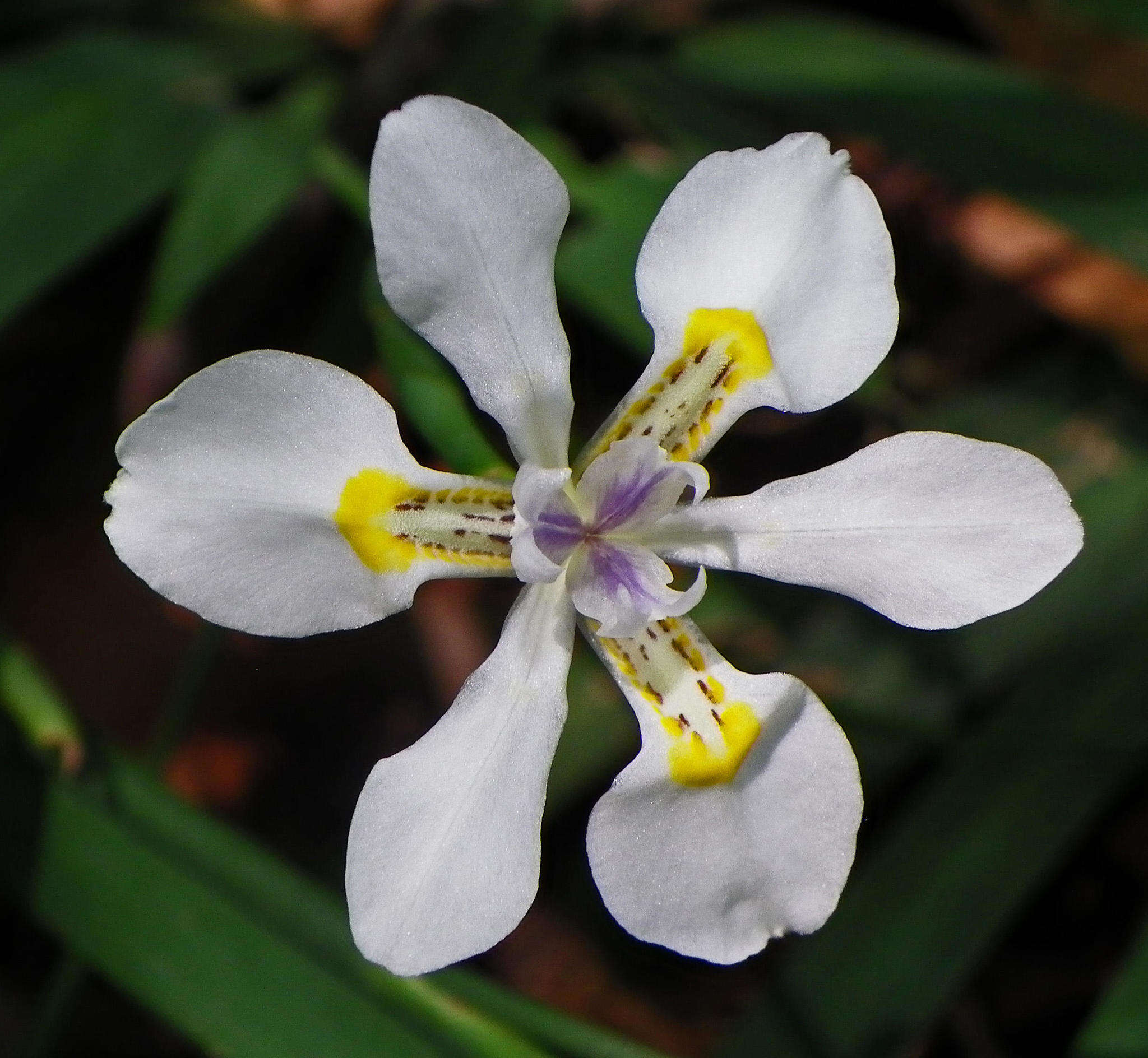 Image of Wild iris