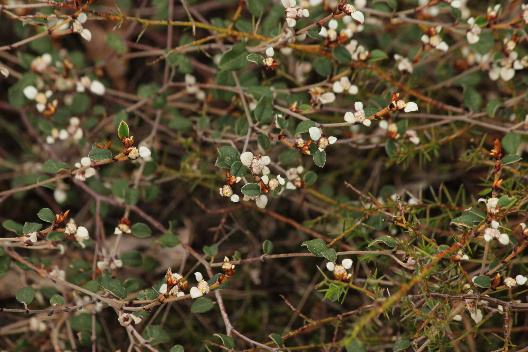 صورة Spyridium thymifolium Reiss.