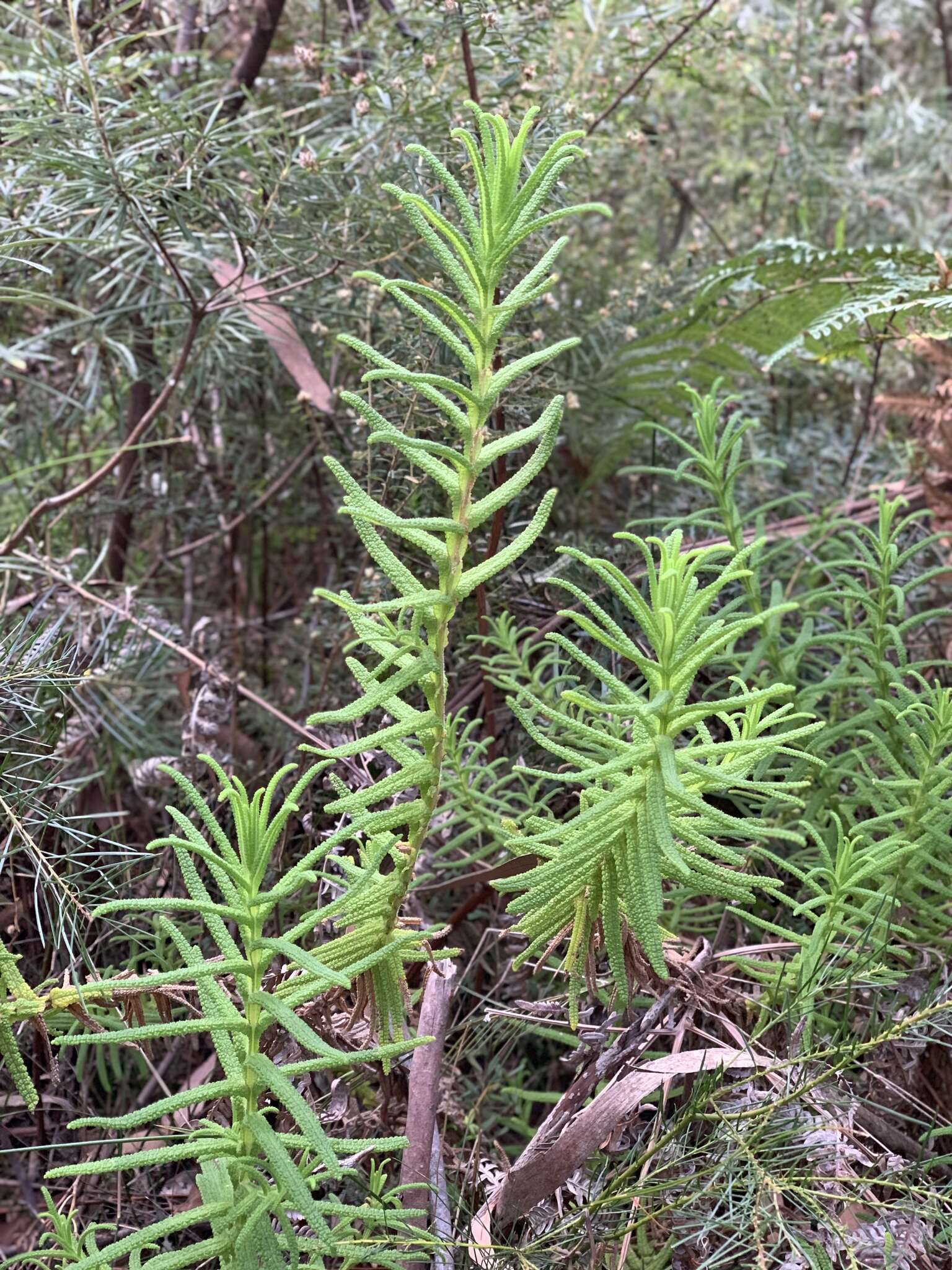 Image of Chloanthes glandulosa R. Br.