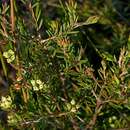 Sivun Darwinia camptostylis B. G. Briggs kuva