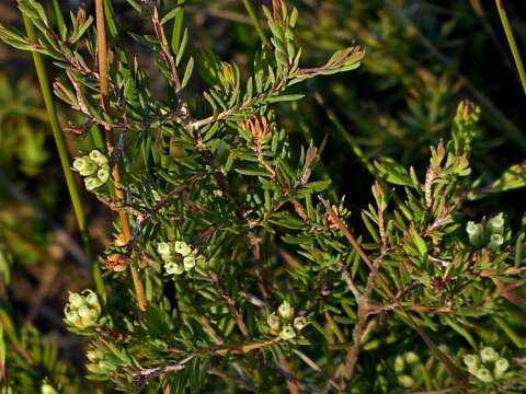 Sivun Darwinia camptostylis B. G. Briggs kuva