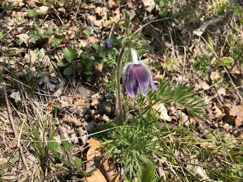 Image of mountain anemone