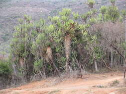 Image of Aloe rupestris Baker