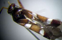 Systellonotus resmi