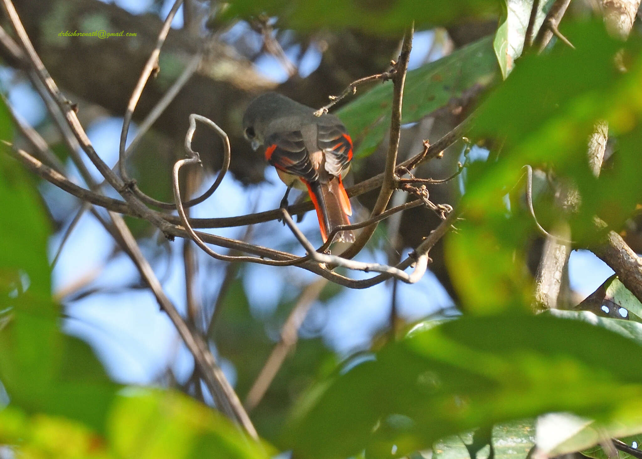 Image of Rosy Minivet