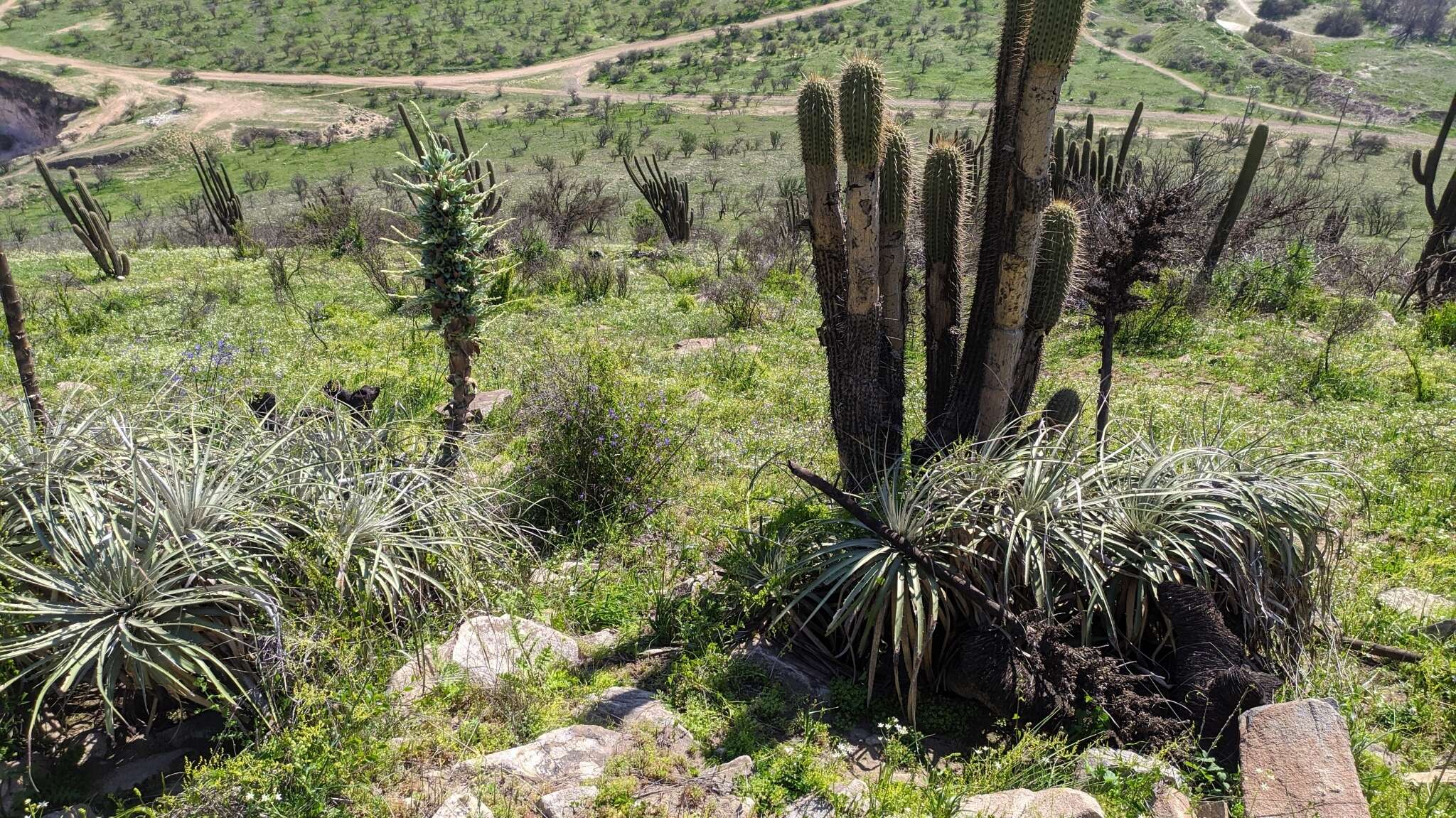 Puya alpestris subsp. zoellneri Zizka, J. V. Schneid. & Novoa的圖片