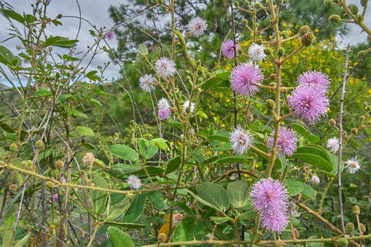 صورة Mimosa albida var. albida