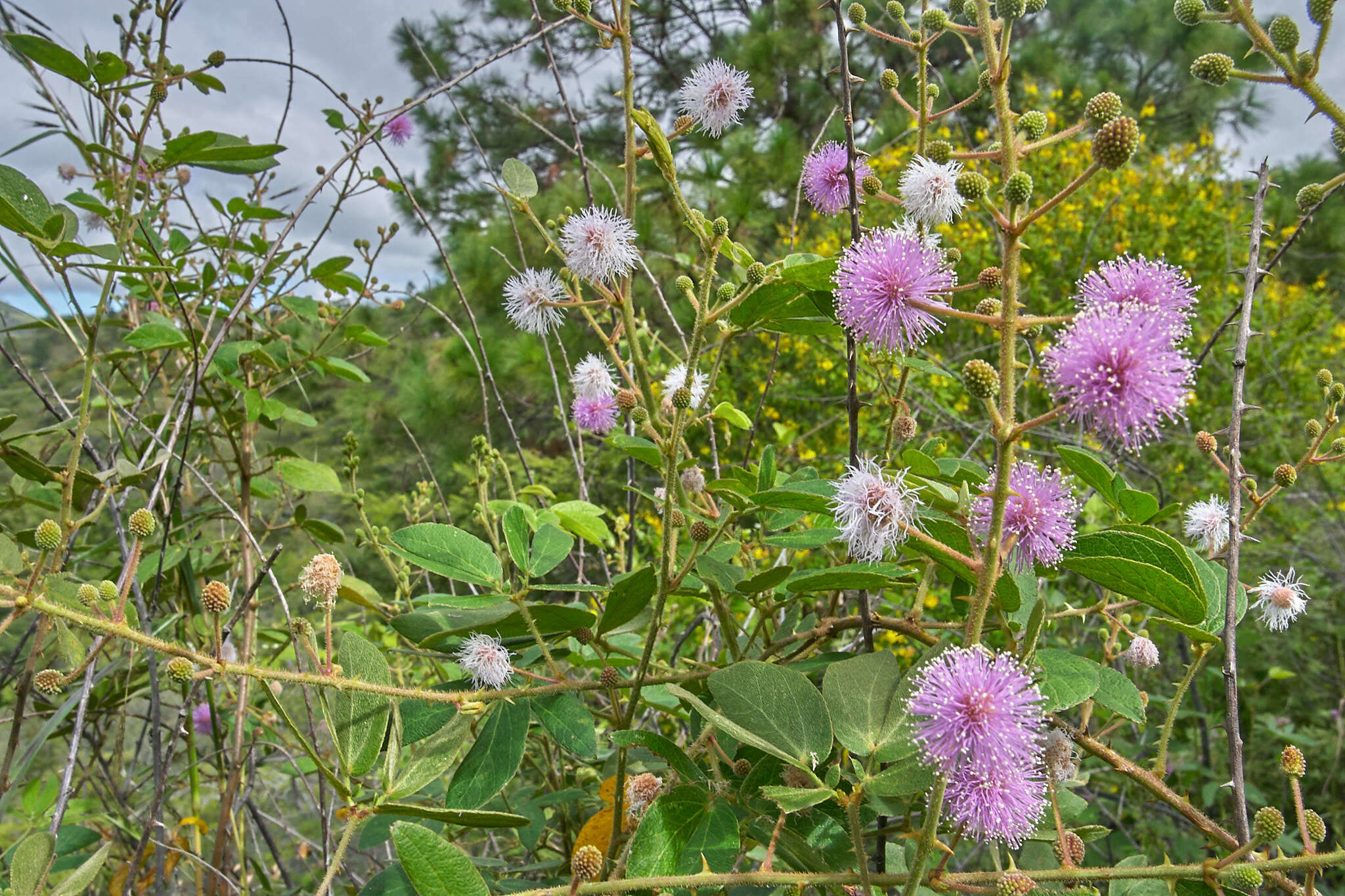 Image of Mimosa albida var. albida