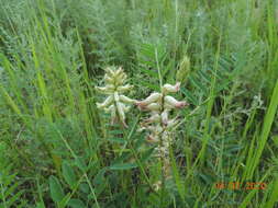 Plancia ëd Astragalus uliginosus L.