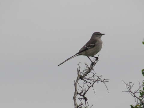 Image of Northern Mockingbird