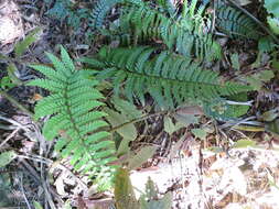 Image de Polystichum wawranum (Szyszyl.) Perrie