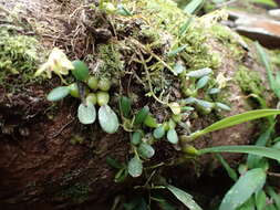 Image of Bulbophyllum melleum H. Perrier