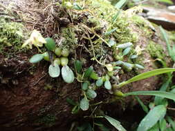 Imagem de Bulbophyllum melleum H. Perrier