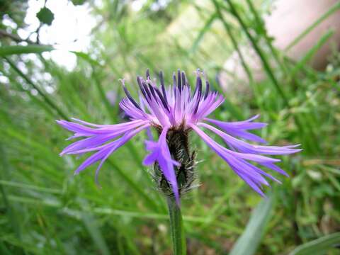 Centaurea pichleri Boiss.的圖片