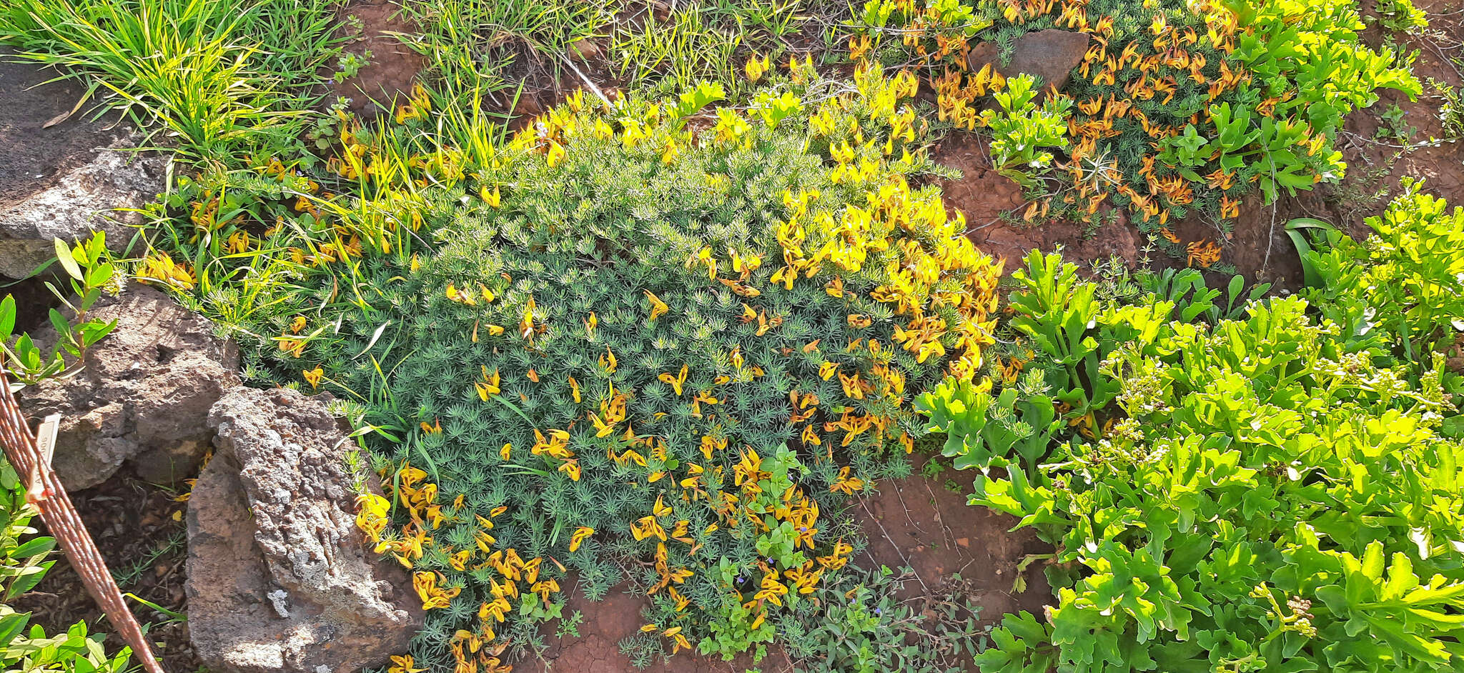 Image of Lotus maculatus Breitf.